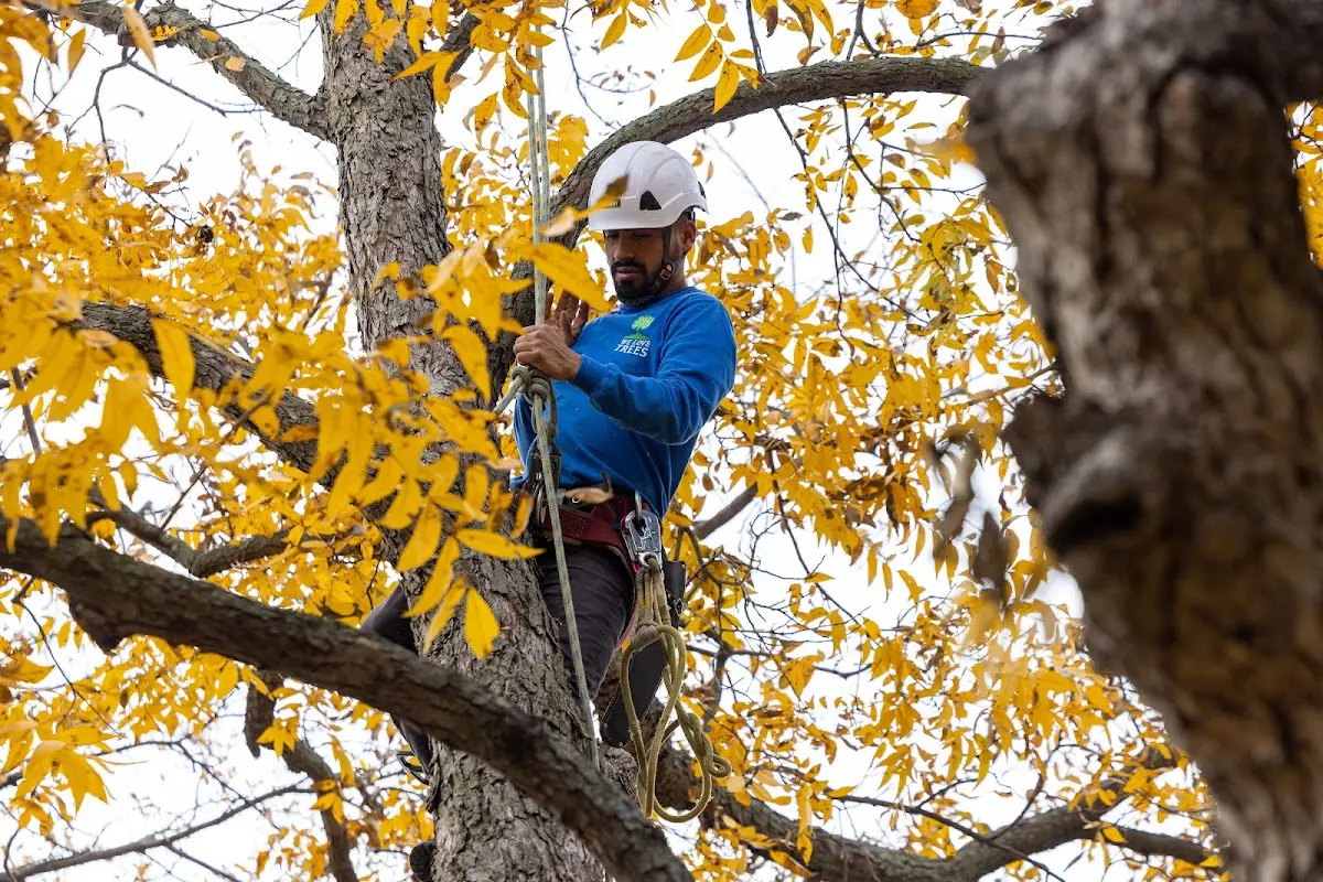 Skilled Tree Trimming crew working in Carnegie