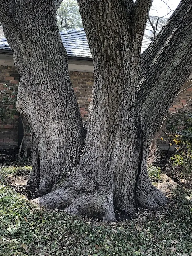Mature heritage tree close to a Carnegie property cared for by certified arborists